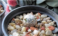 2460ee31-mammillaria sanchez-mejoradae1.JPG